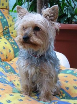 Ma chienne --> Ticoeur